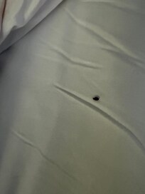 Bed bug!