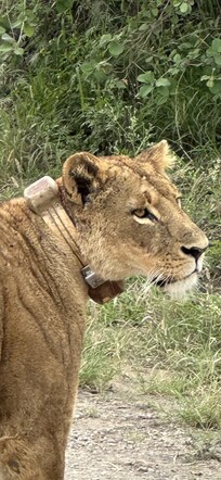 Lioness in Nairobi National park