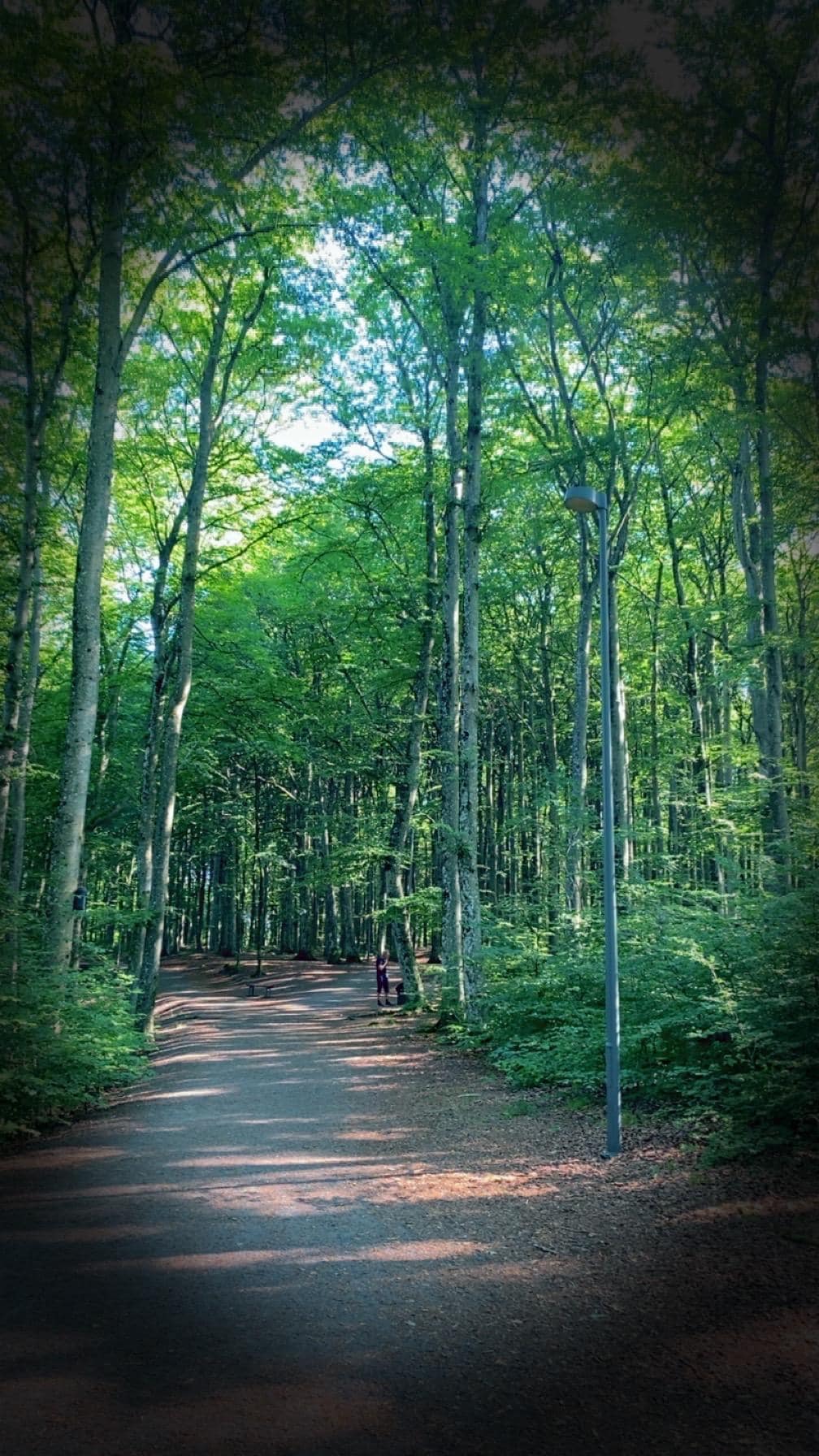 Bøkeskogen, anbefales.
