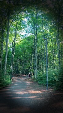 Bøkeskogen, anbefales.