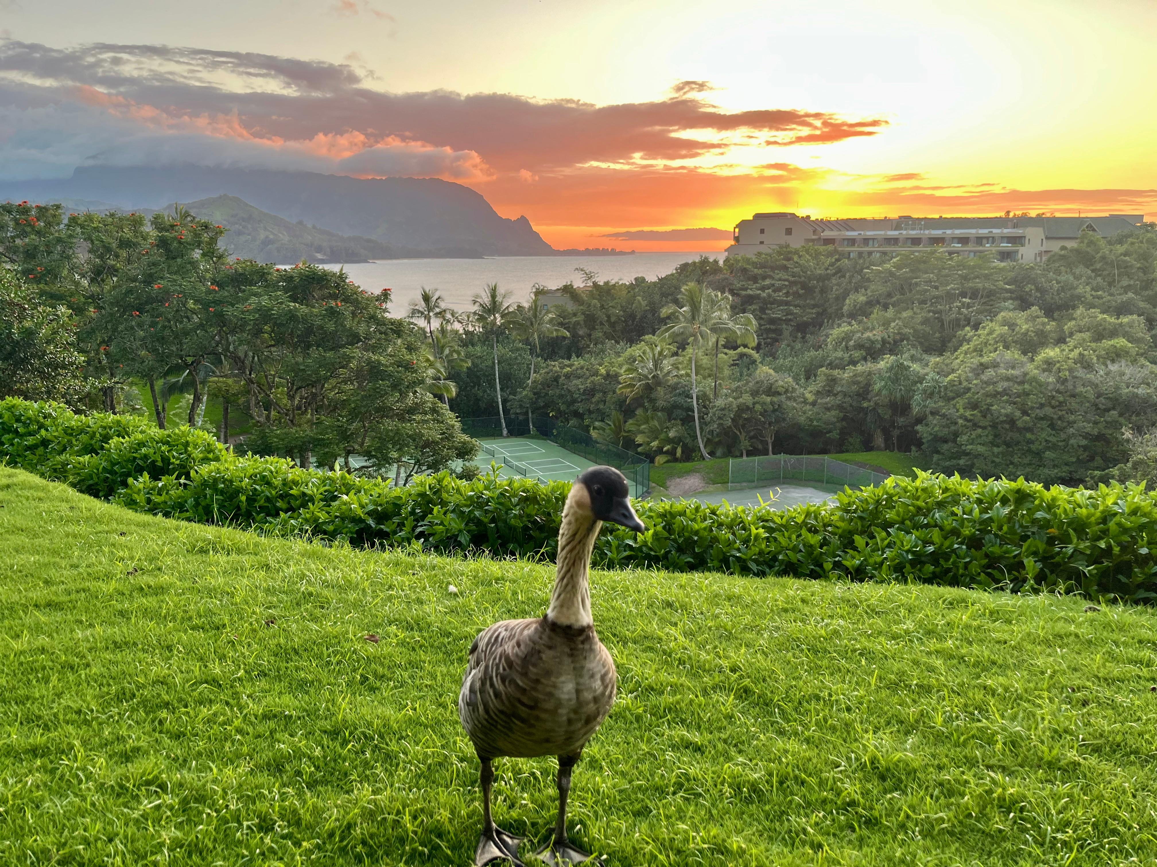 Nene at sunset