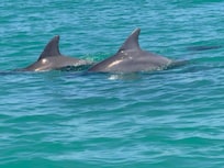 Dolphins on the way to Costa Cayo