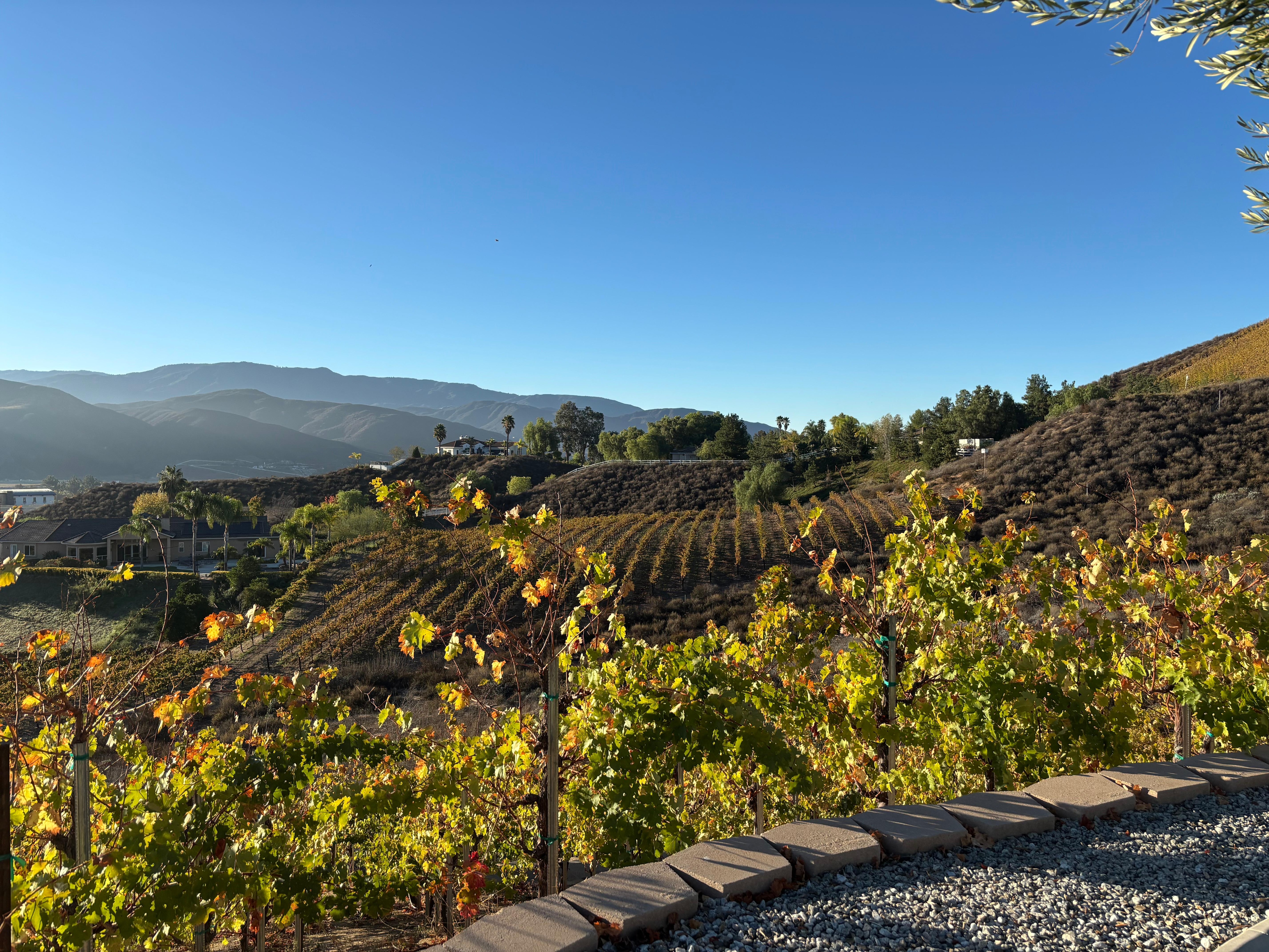 The view from the back patio
