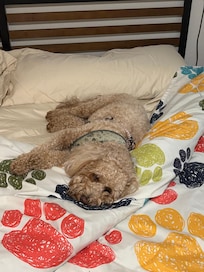 She even supplies puppy sheets so you baby can lay on the bed.💖