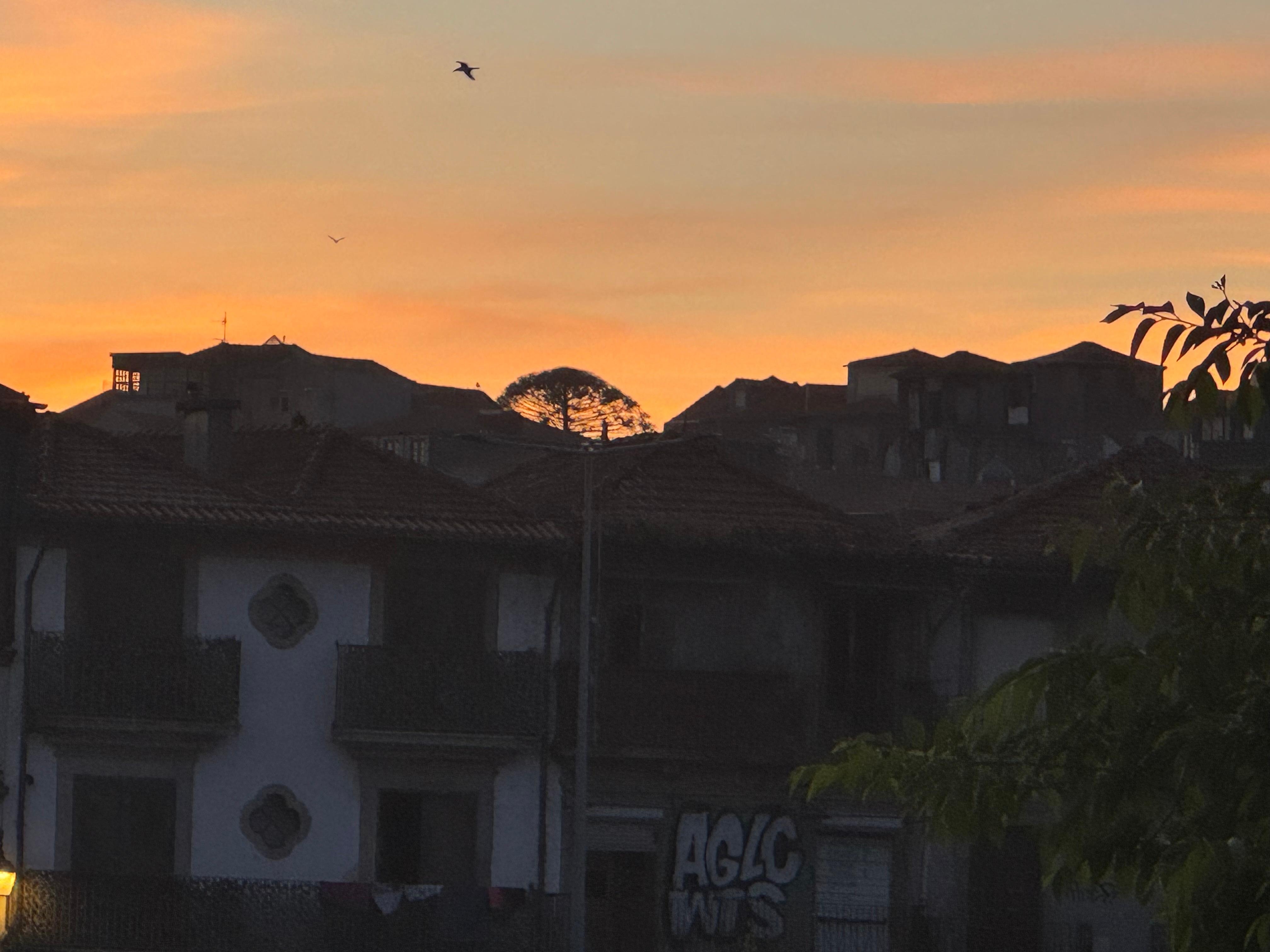 View from the bar with a unique tree we saw on the outskirts of the city.   The sunset was stunning. 