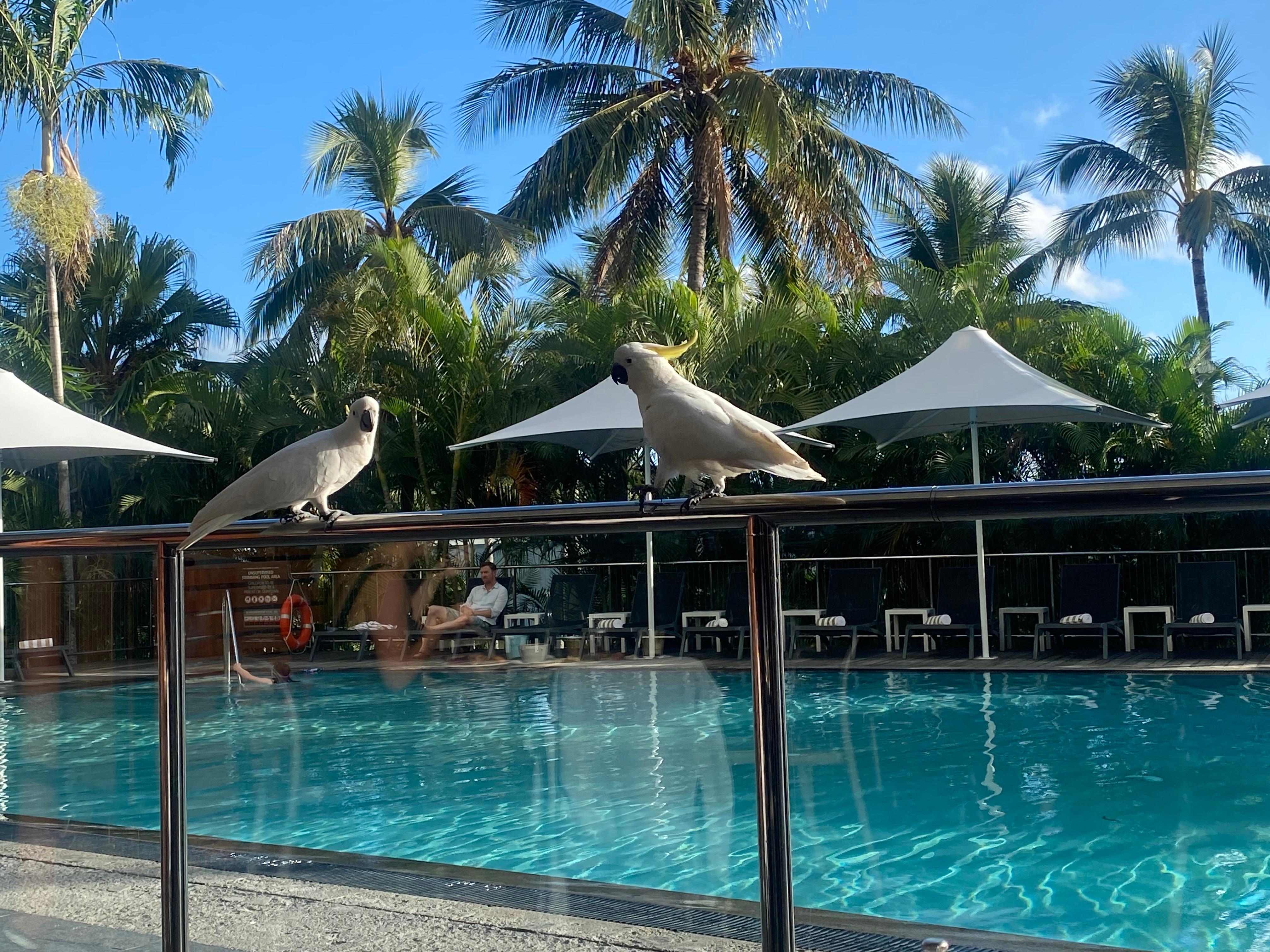 Cockatoos at breakfast