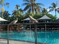 Cockatoos at breakfast