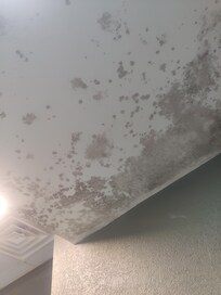 Mold on the ceiling in the swimming pool