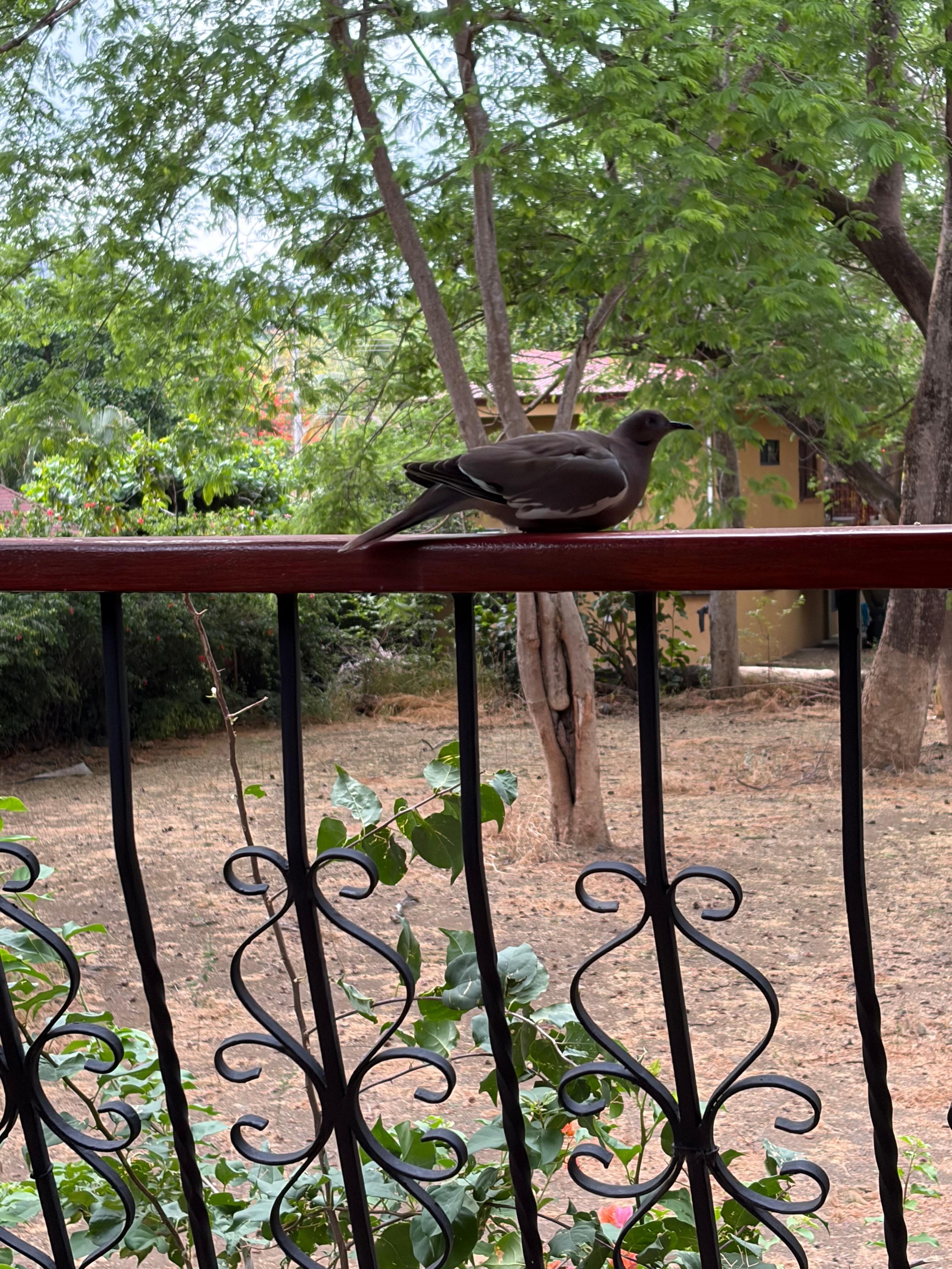 Birds and other creatures were visible 
