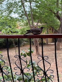 Birds and other creatures were visible