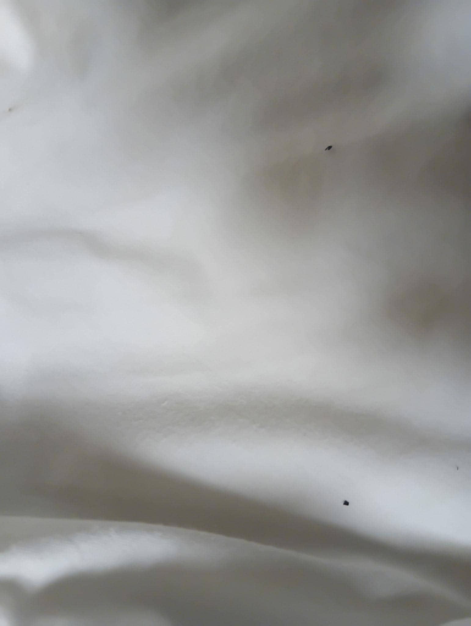 Bugs on the sheets 