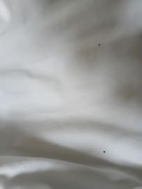 Bugs on the sheets