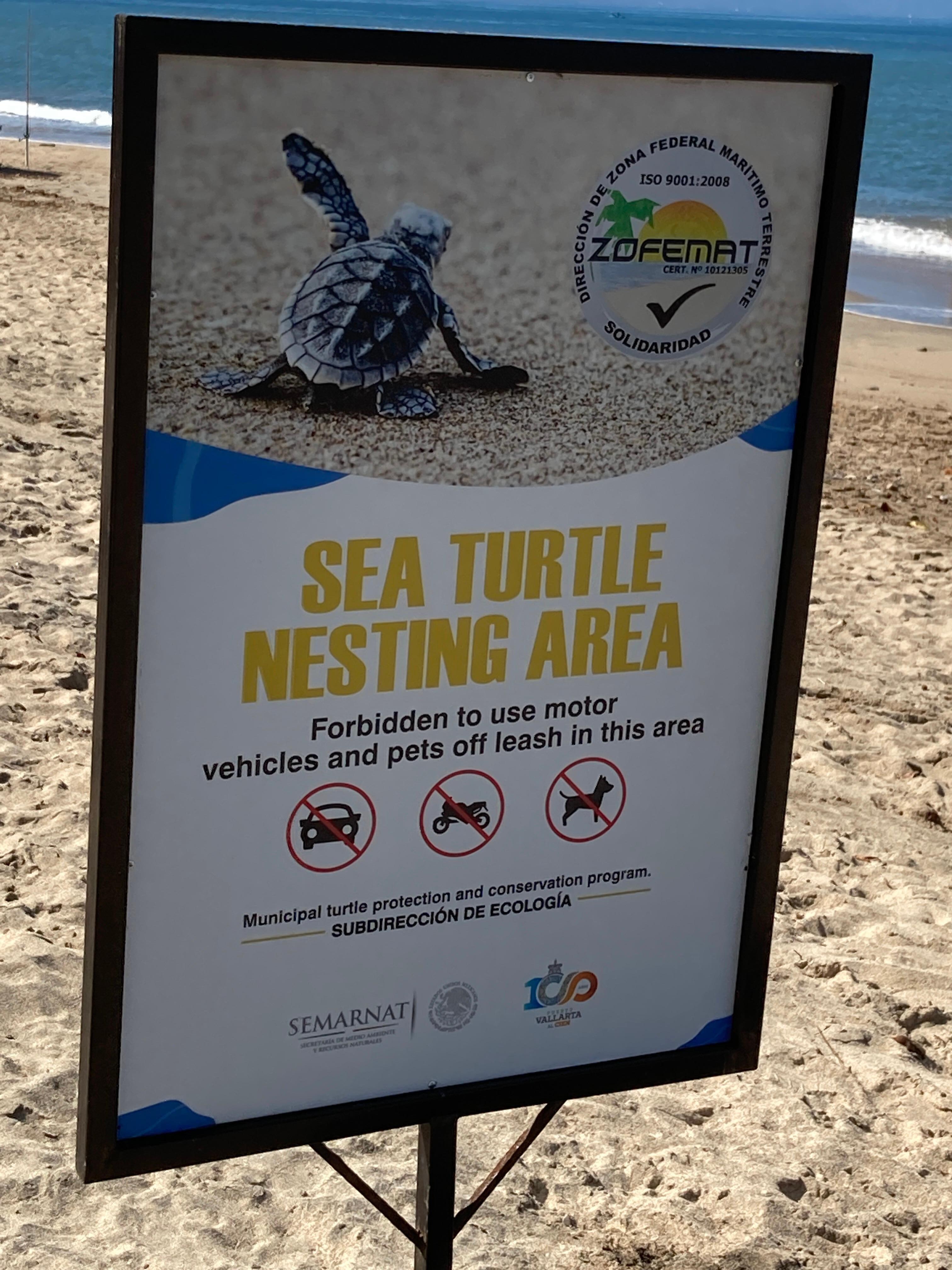 Sadly did not see any turtles