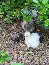 “The girls”
