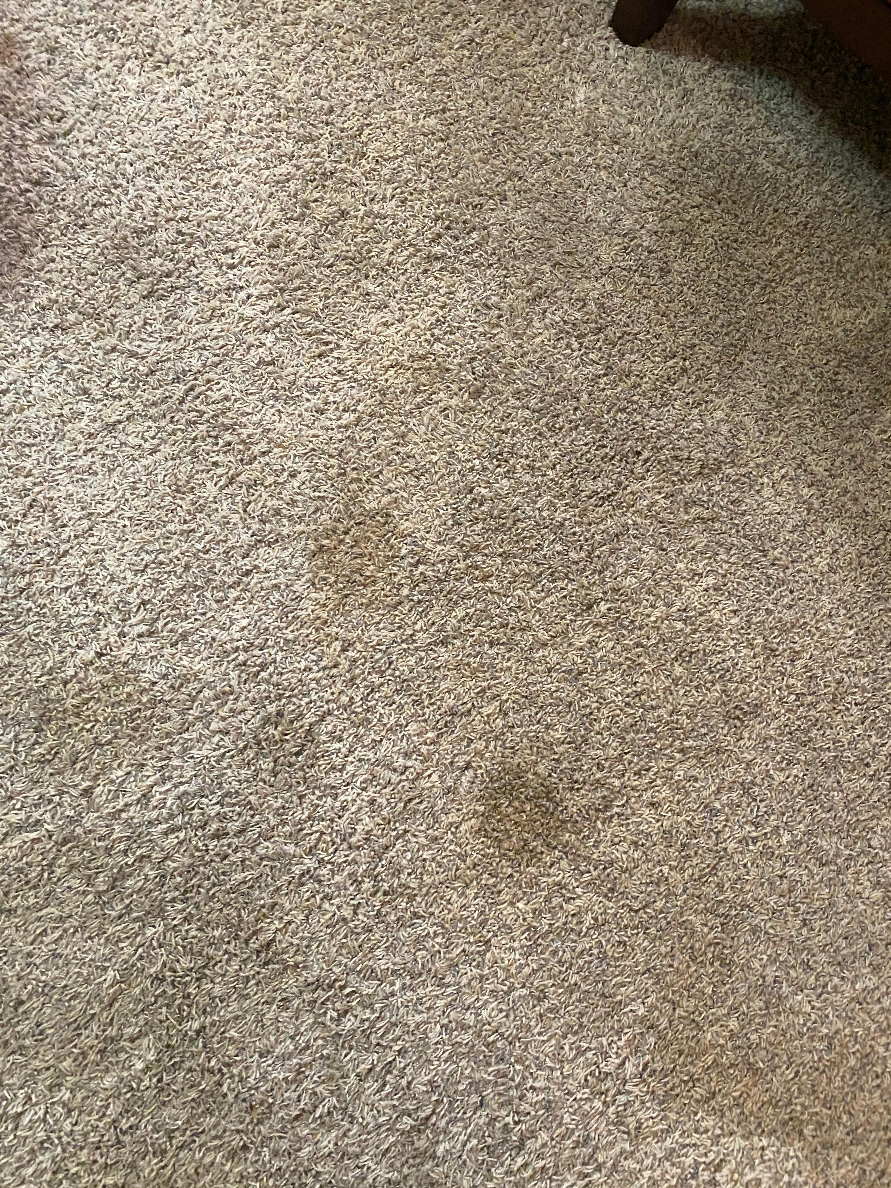 Carpet downstairs 