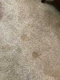 Carpet downstairs