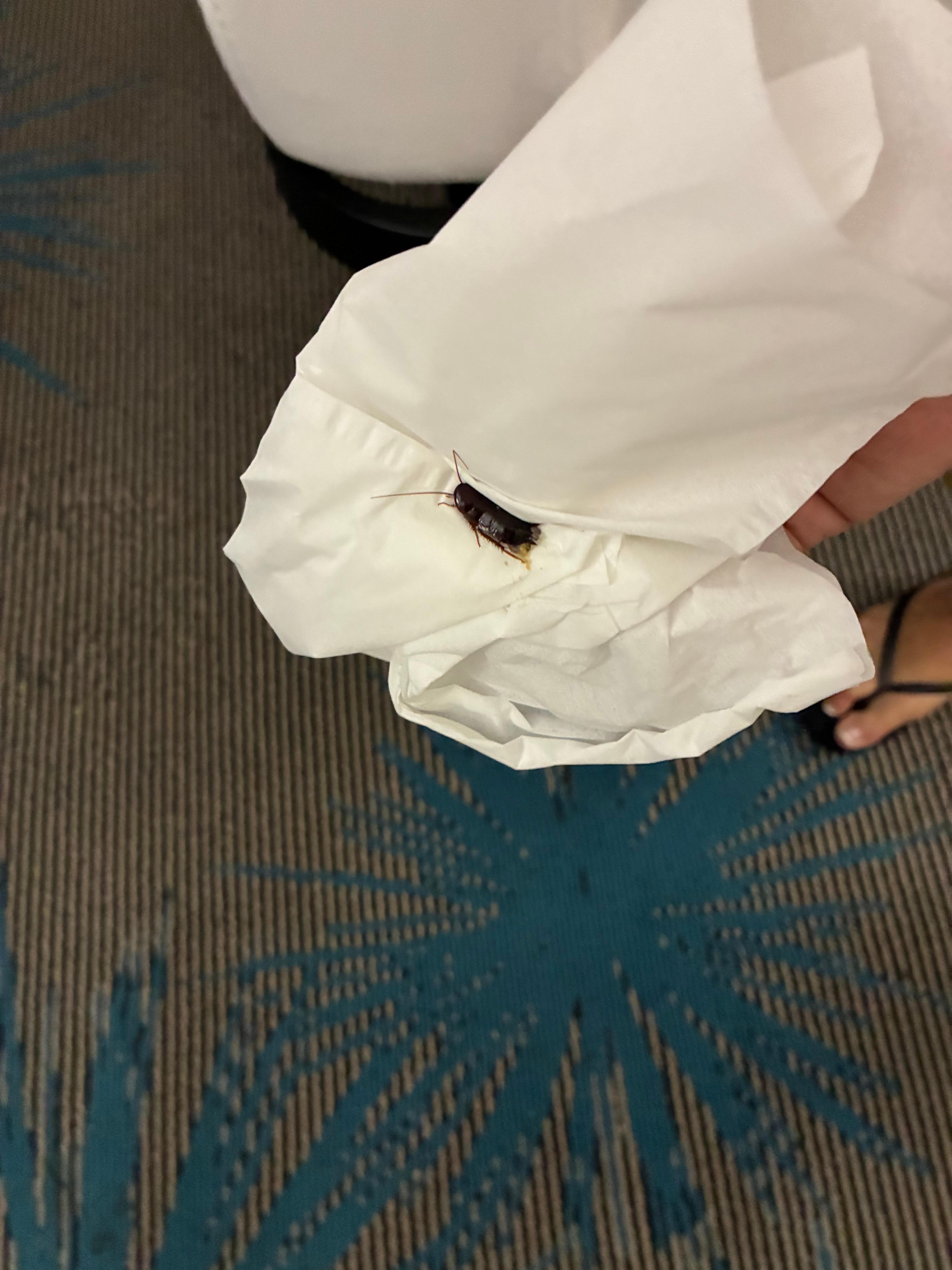 Good morning to a cockroach we found on our floor as we got out of bed