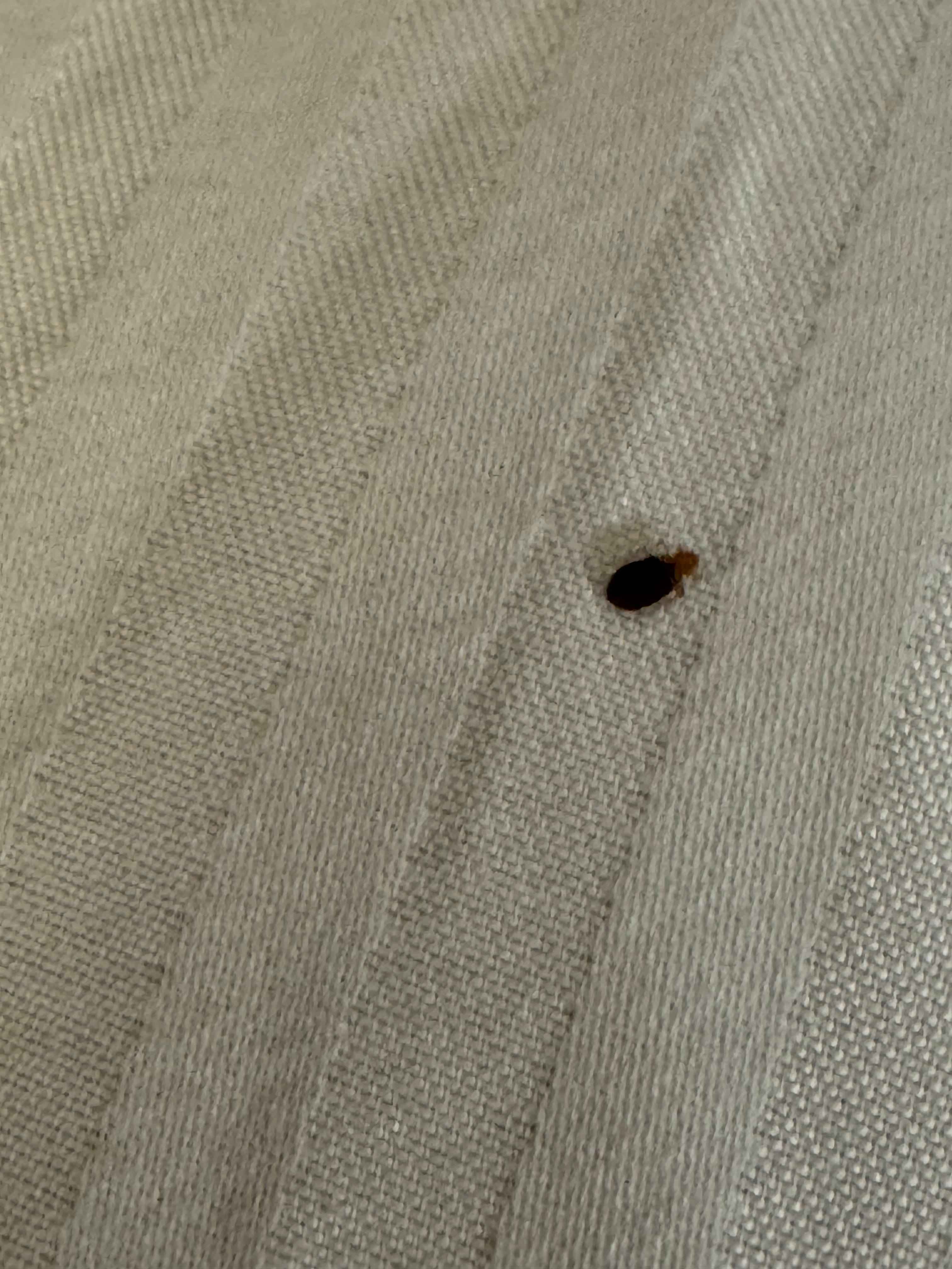 Bedbug