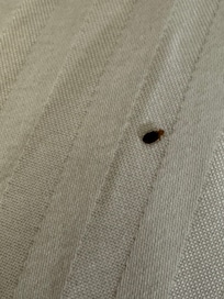 Bedbug