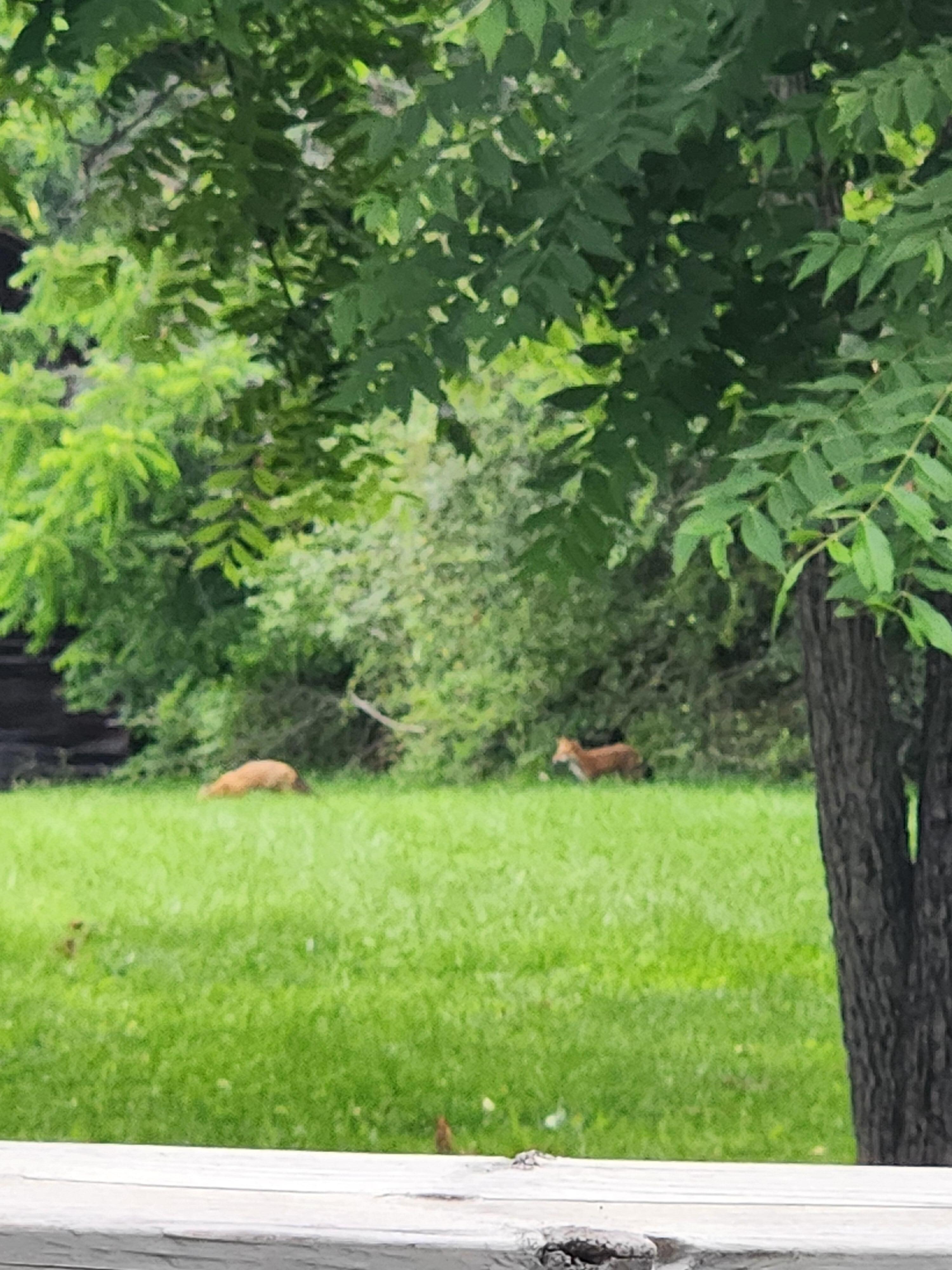 2 Foxes a little far away but so cute watching them