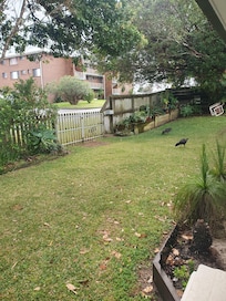 Bush turkeys