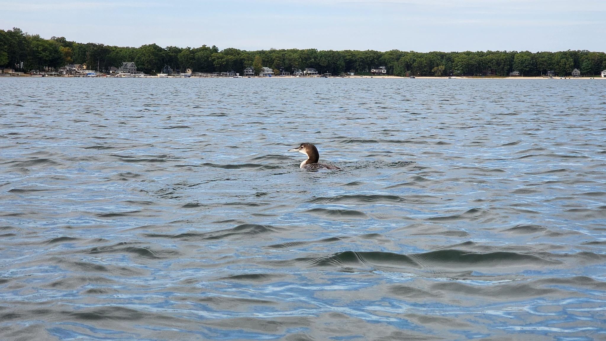 Hearing and seeing the Loons on the lake was an added bonus