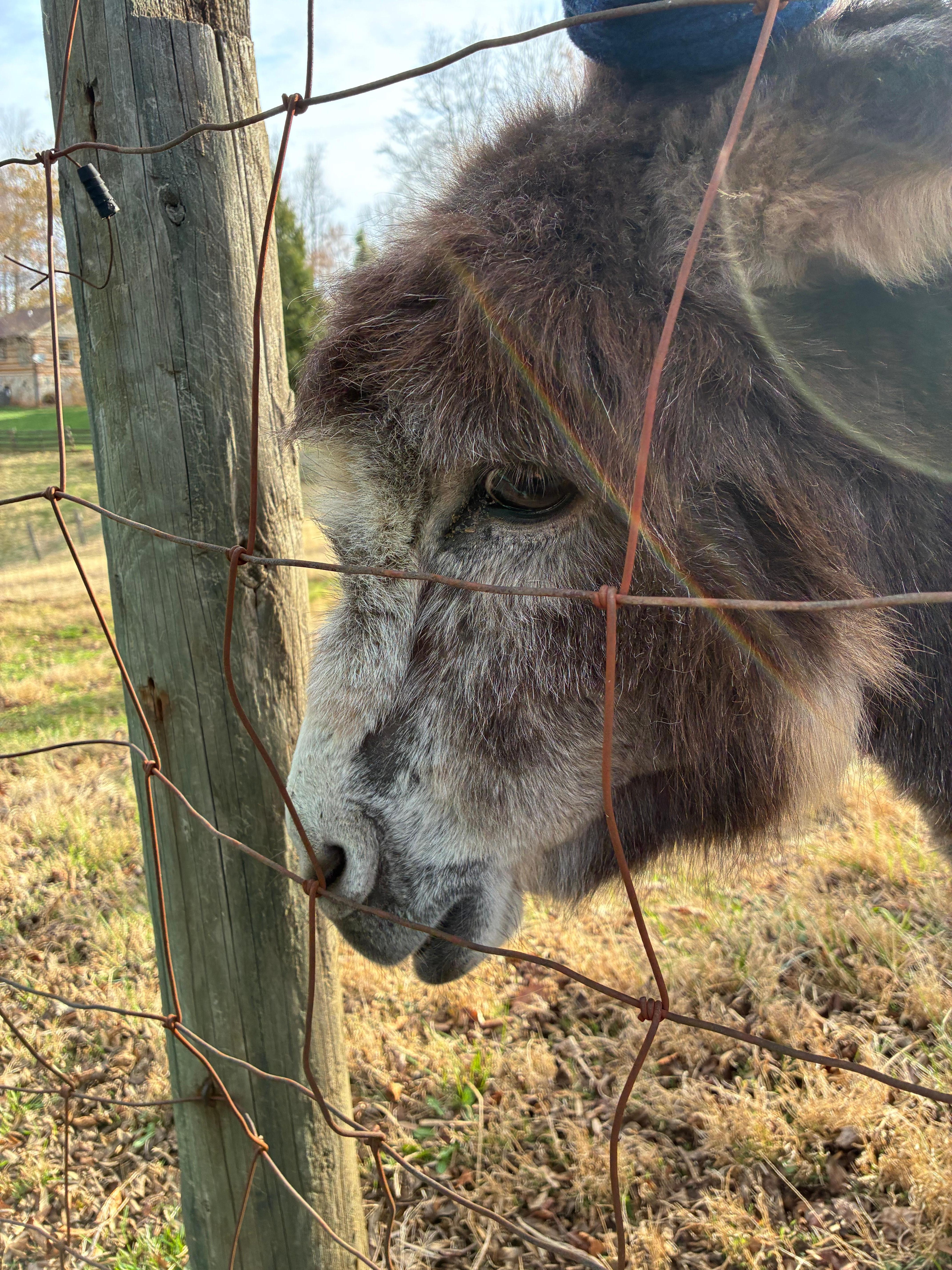 The friendliest donkey 🥰