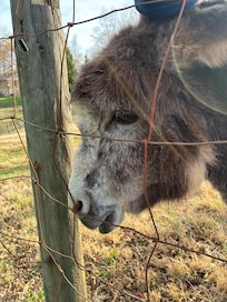 The friendliest donkey 🥰