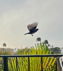 bird at the Lanai