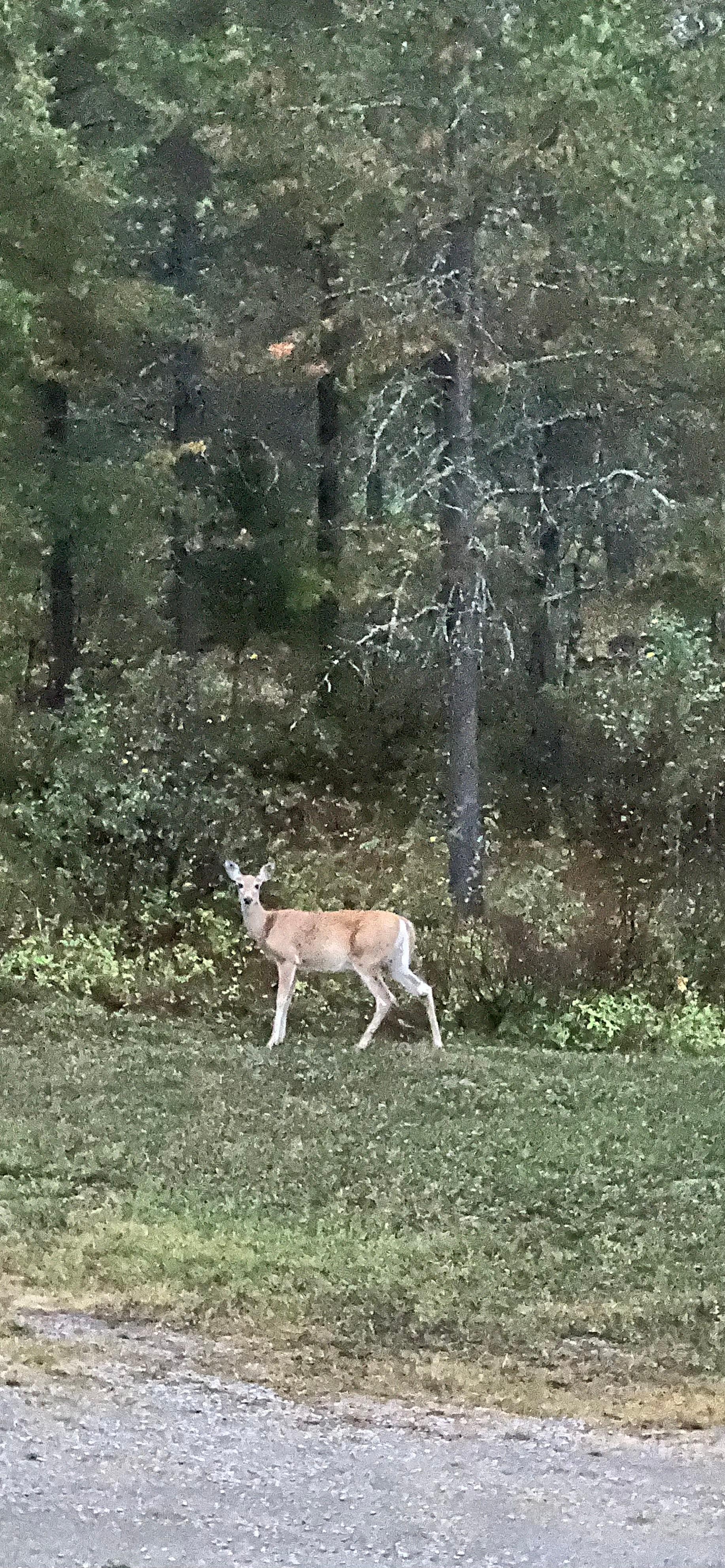 Our morning visitor