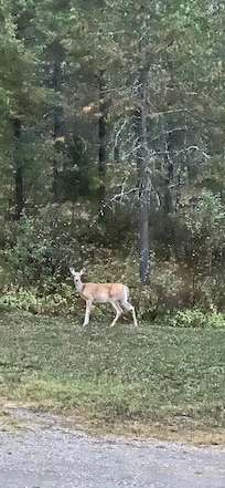 Our morning visitor