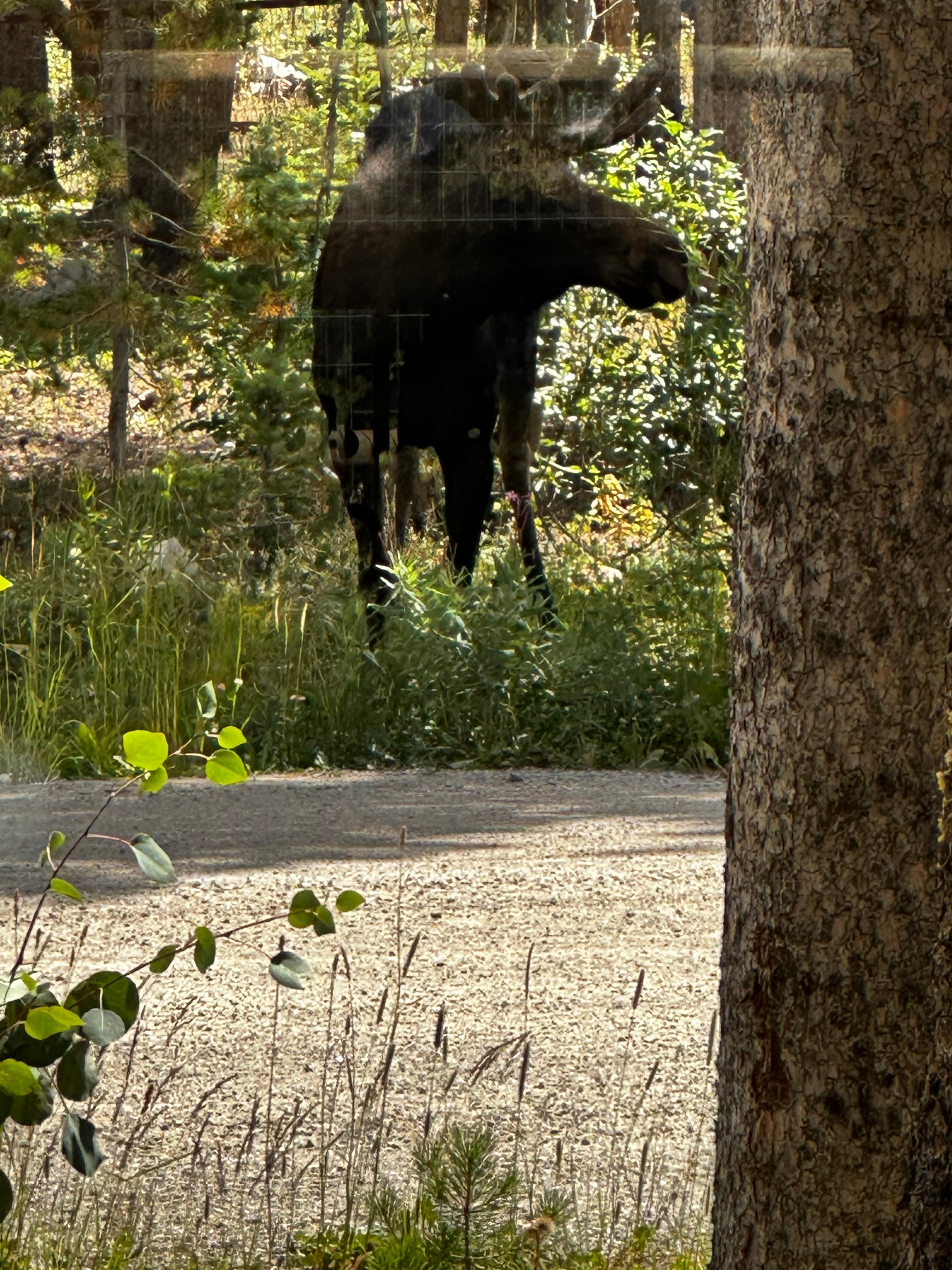 The moose visited every morning