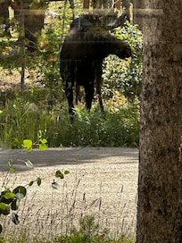 The moose visited every morning