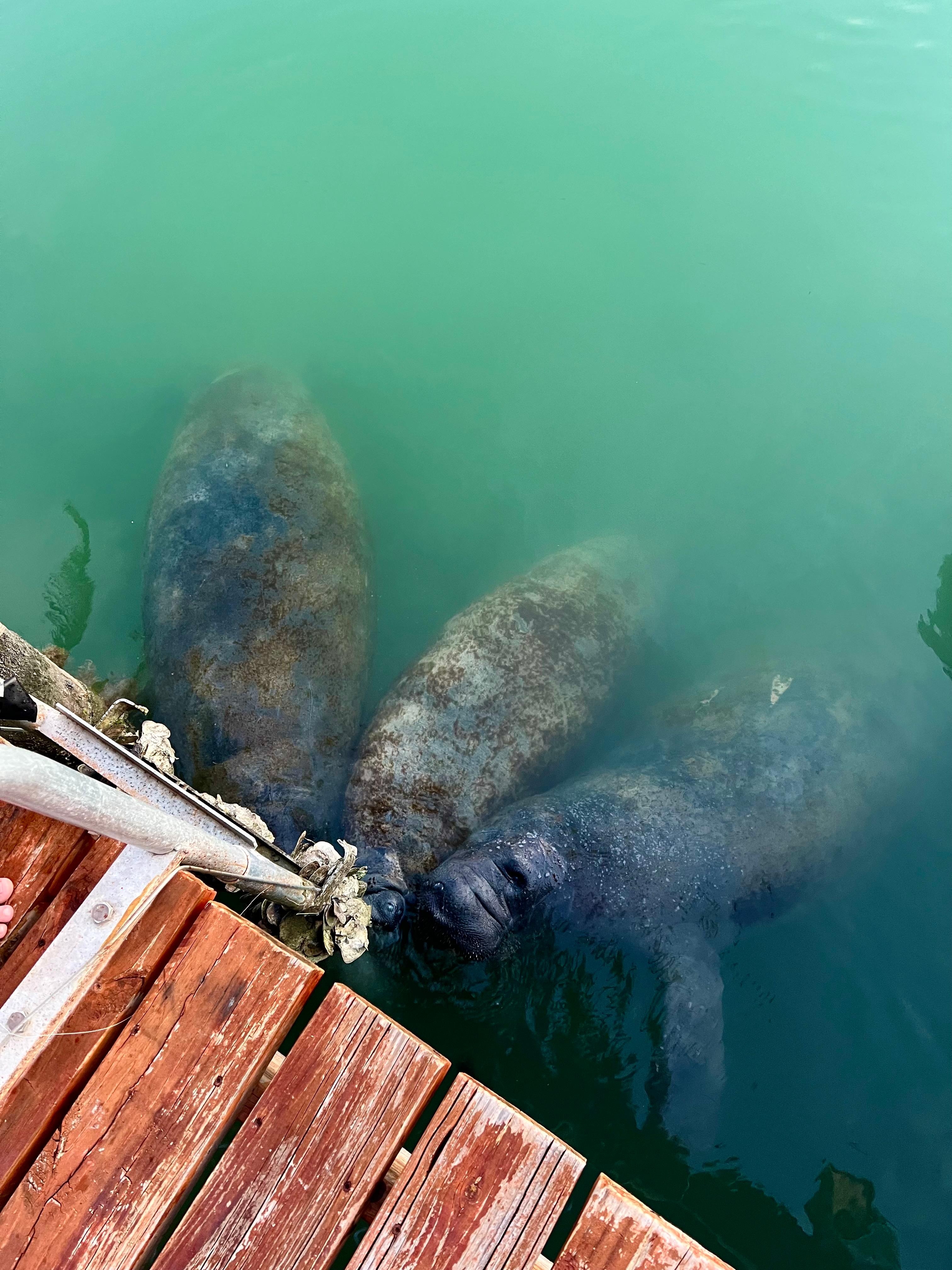 Manatees came to visit