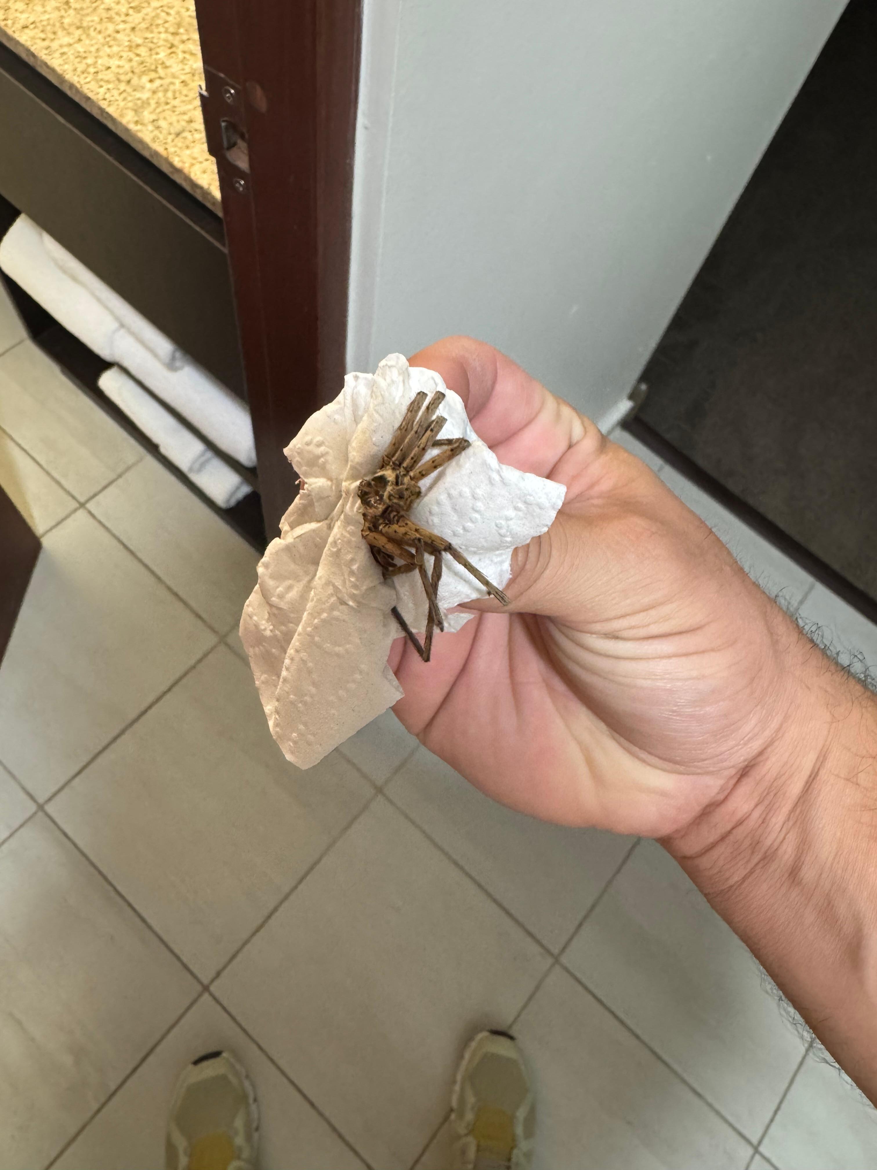 Spider in our room.