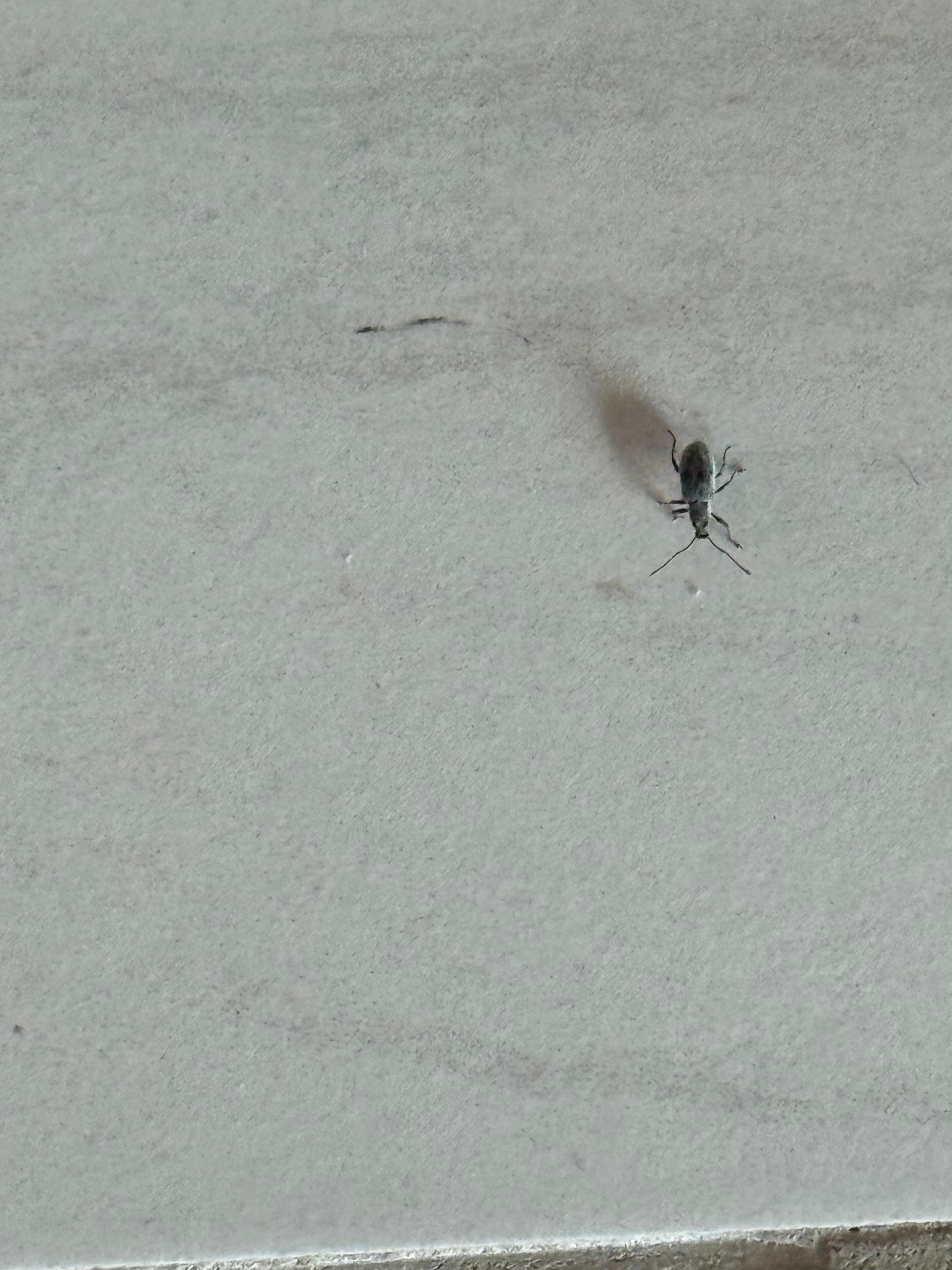 Bugs