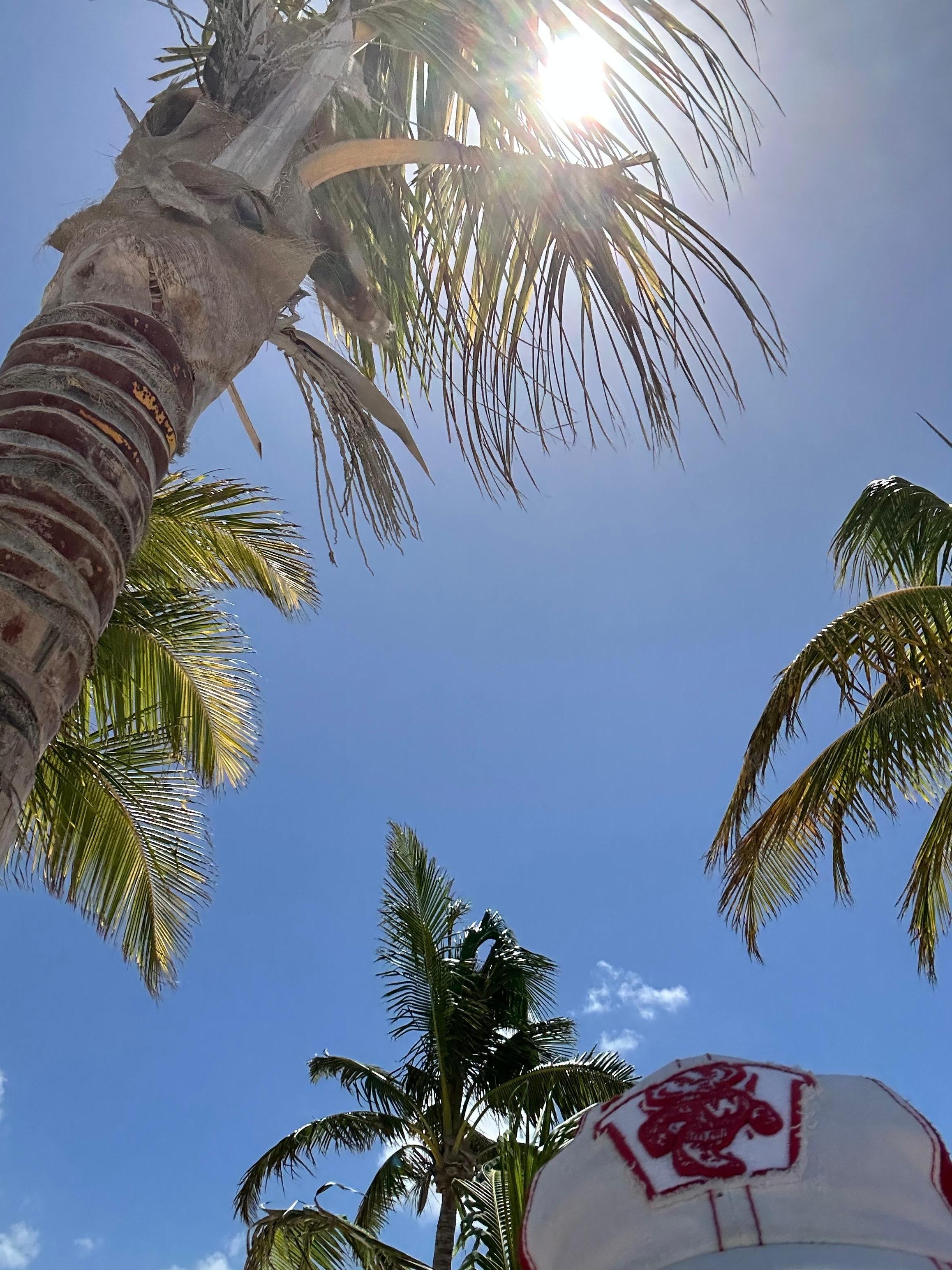 Beautiful palms for shade