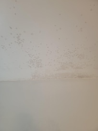 Mold