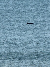 Daily dolphins