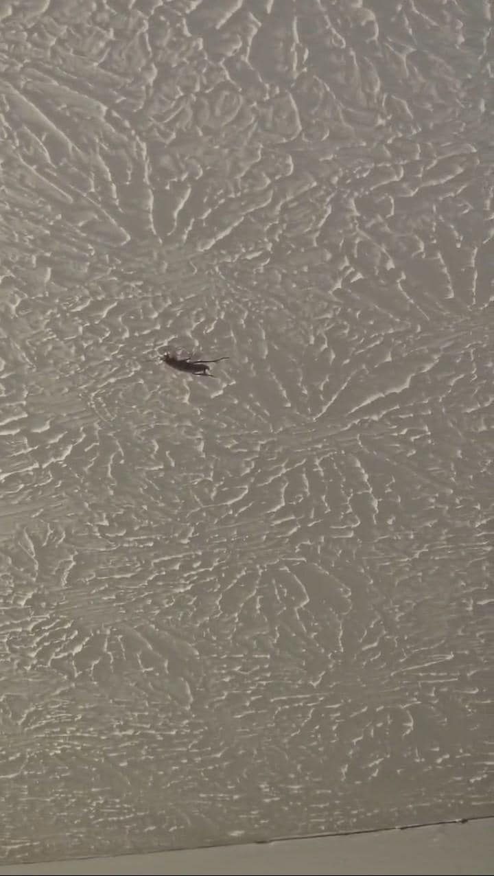 Roach. They were crawling around everywhere 