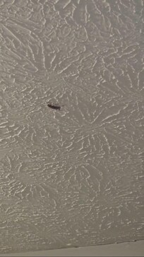 Roach. They were crawling around everywhere