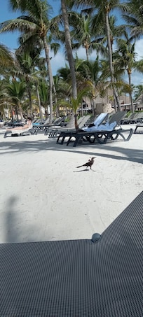 Birds on the beach.