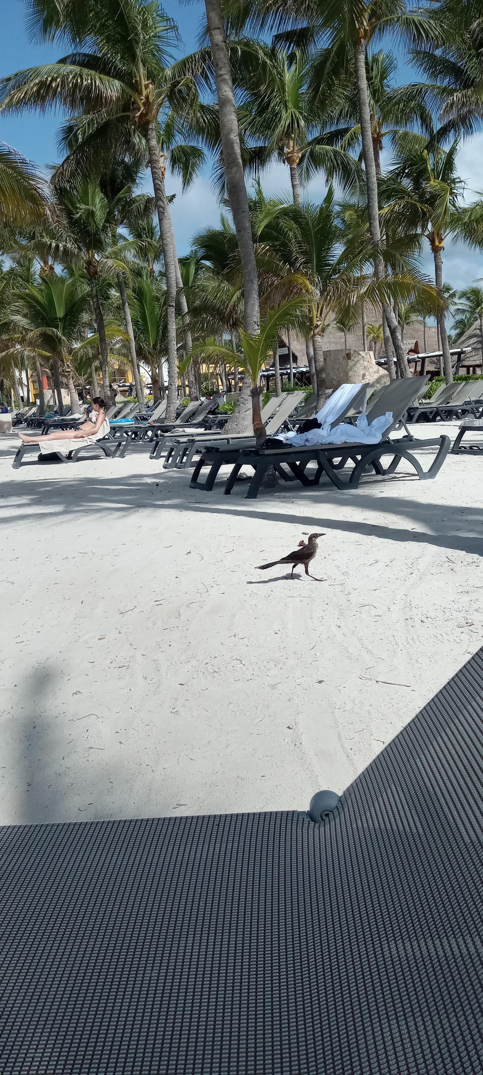 Birds on the beach.