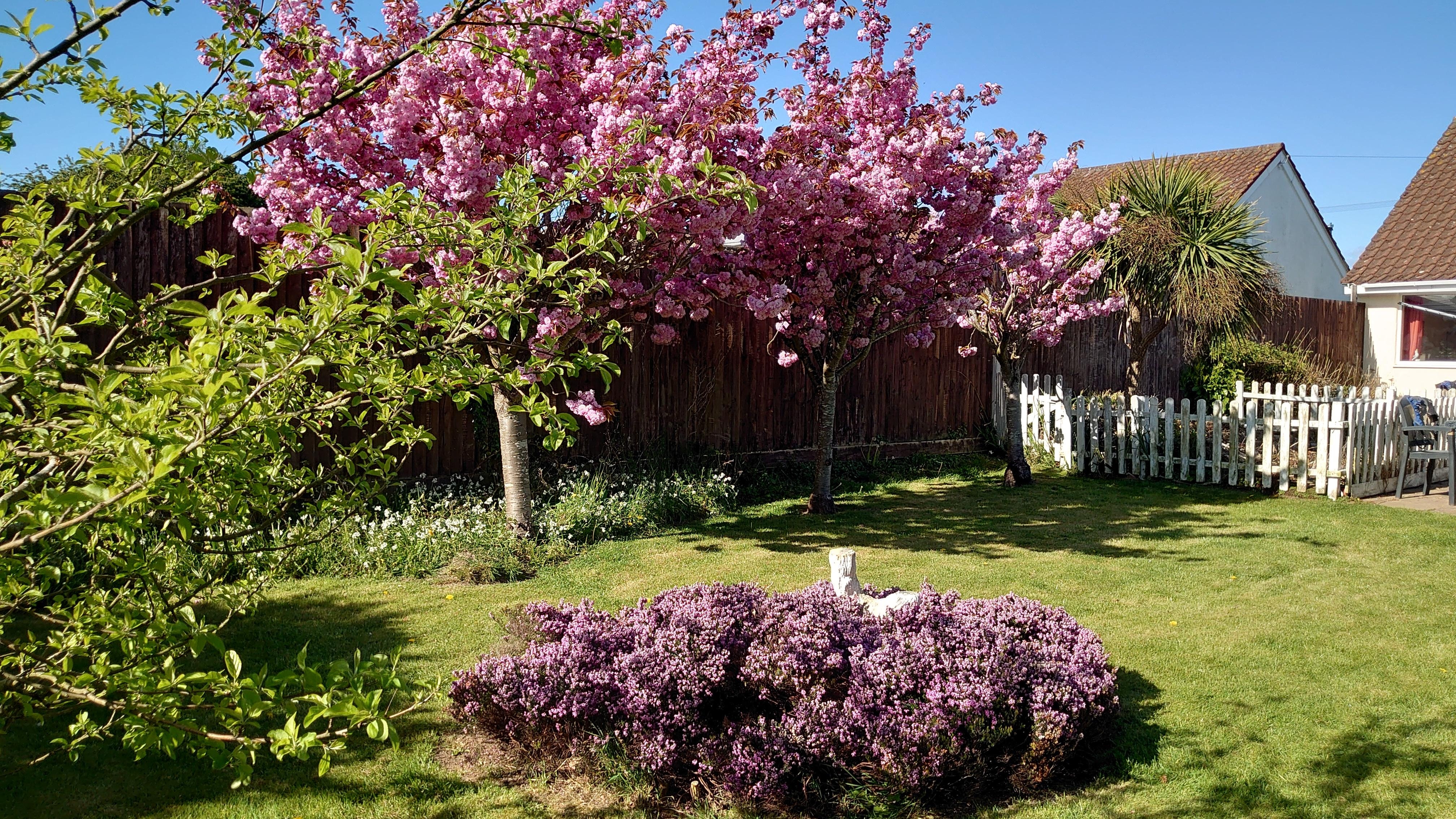 Beautiful blossoms in full bloom 