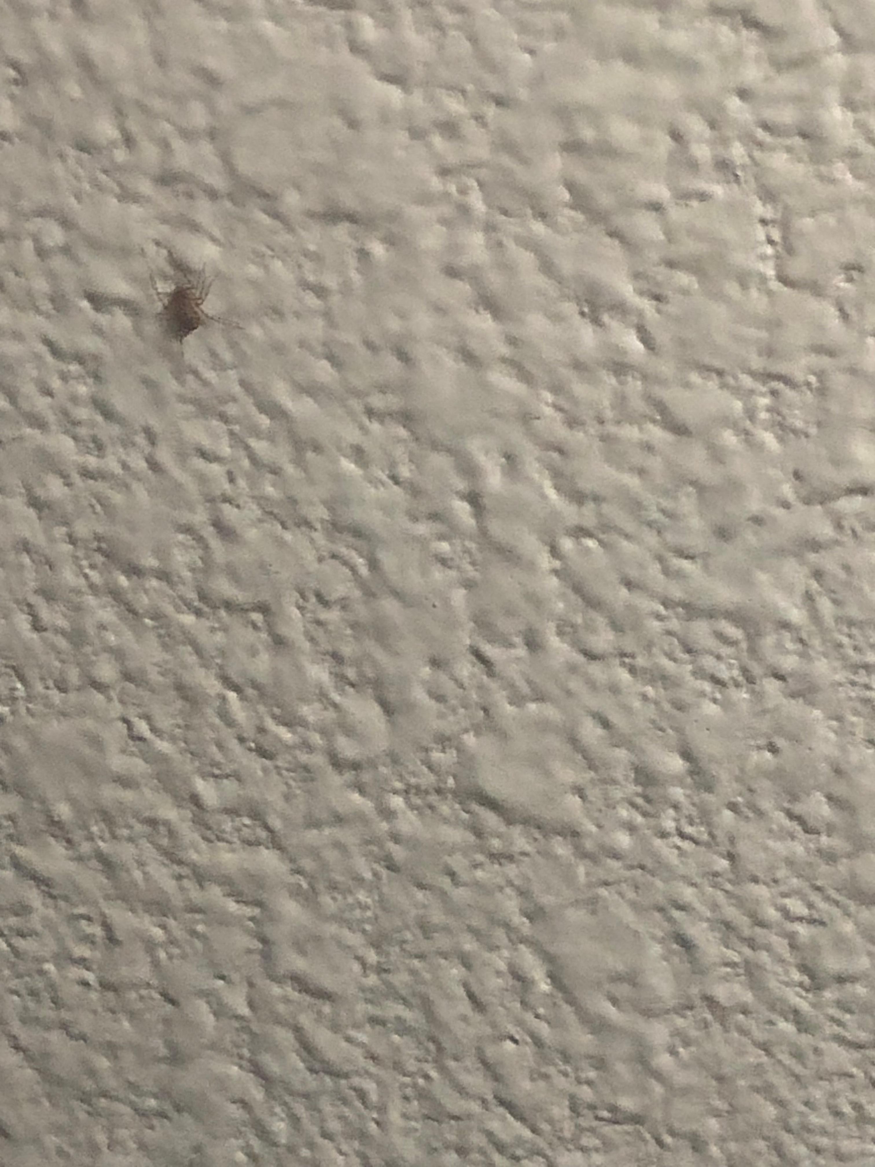 Spitting spider