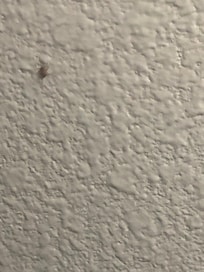 Spitting spider