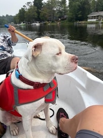 Lennox enjoying the lake