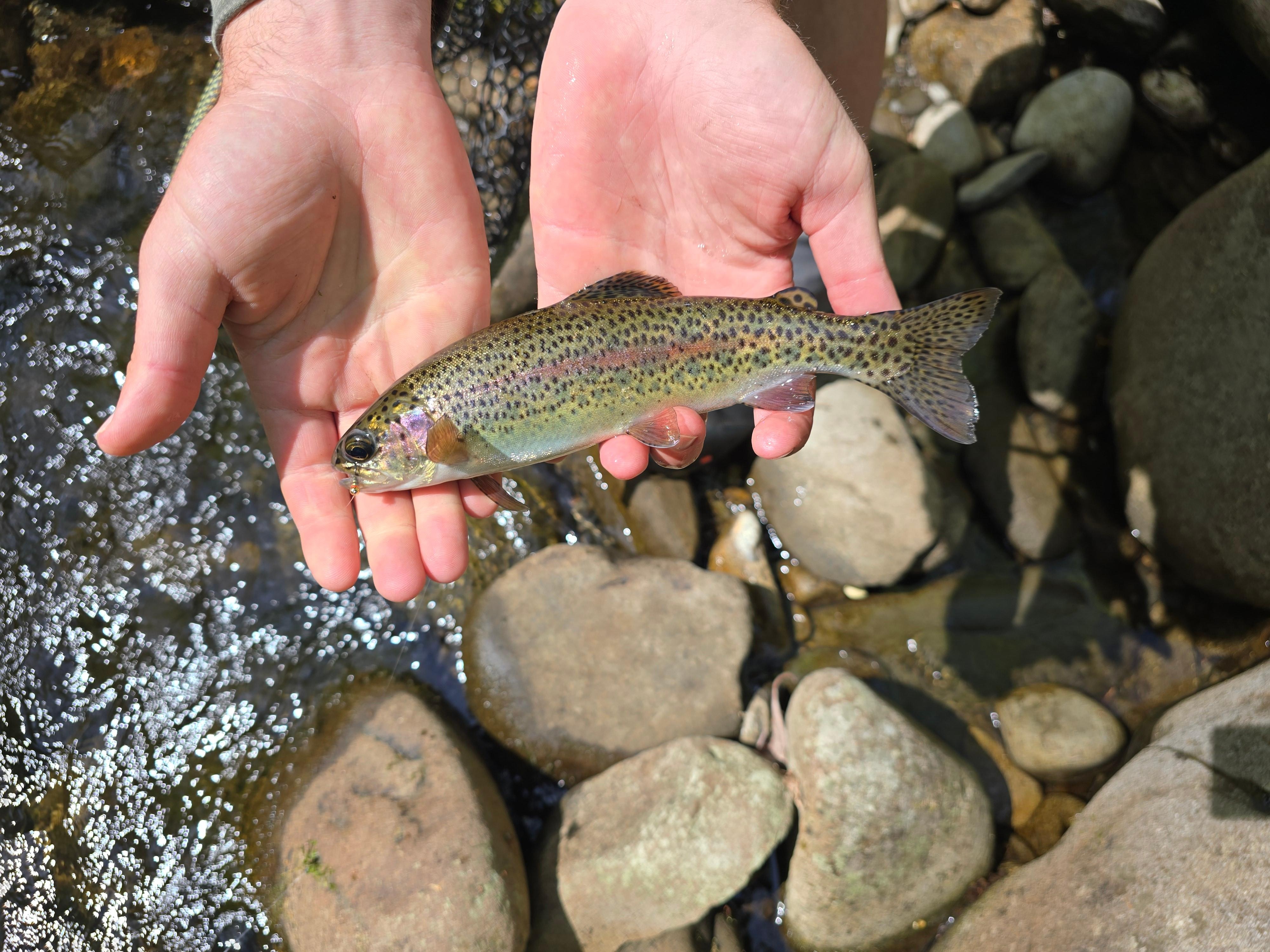 Wild Rainbow Trout I caught on the Little River.