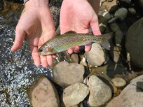 Wild Rainbow Trout I caught on the Little River.