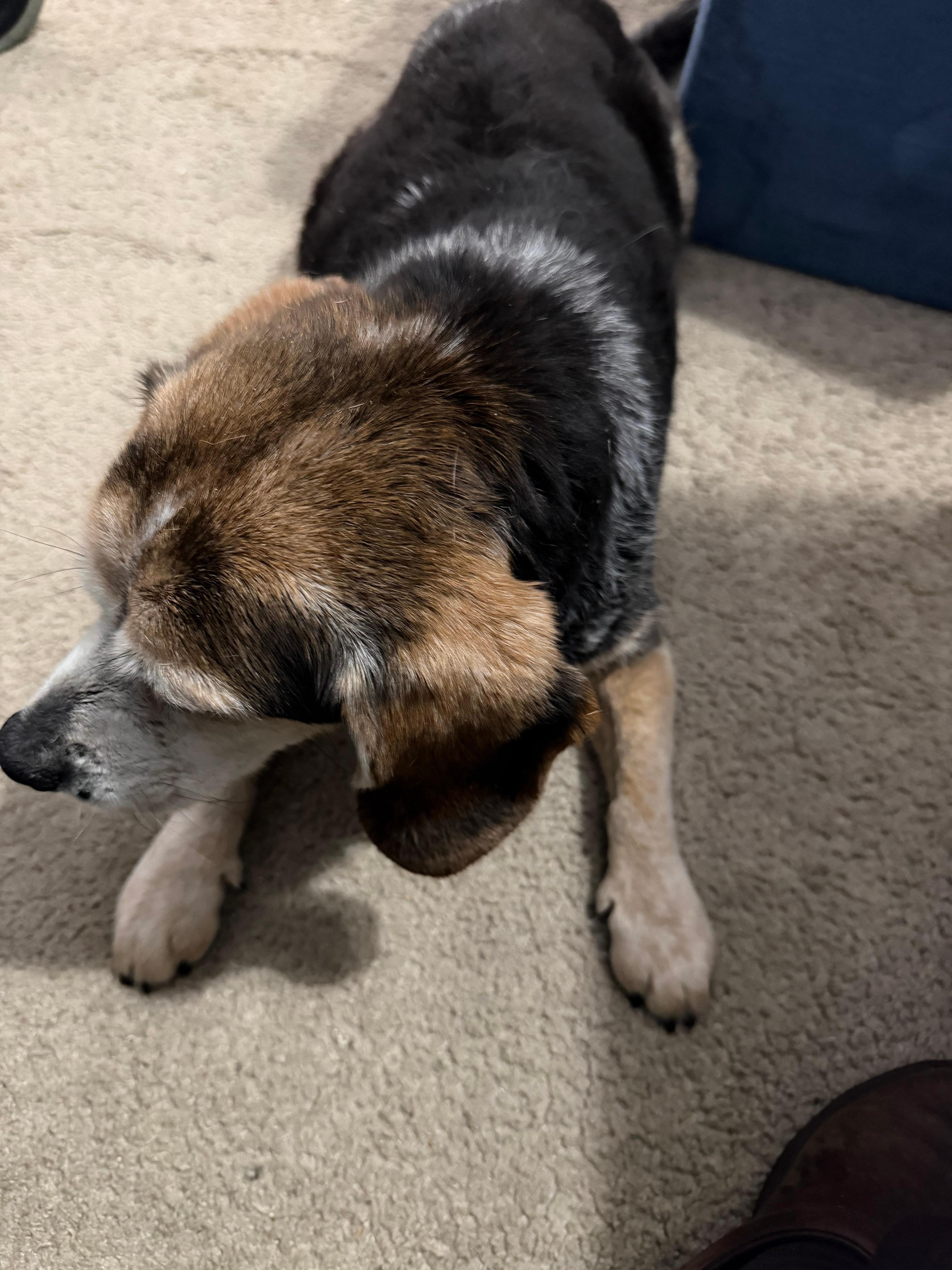 Our beagle in the backyard. 